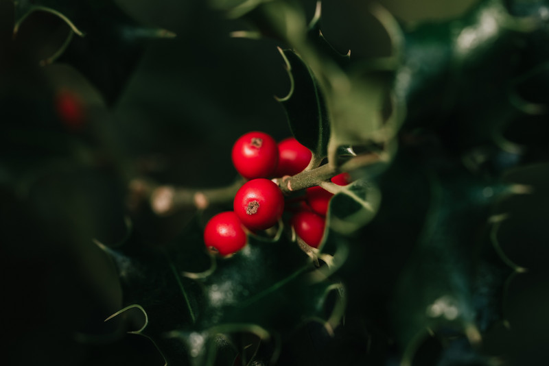 Nahaufnahme der roten Früchte einer Stechpalme